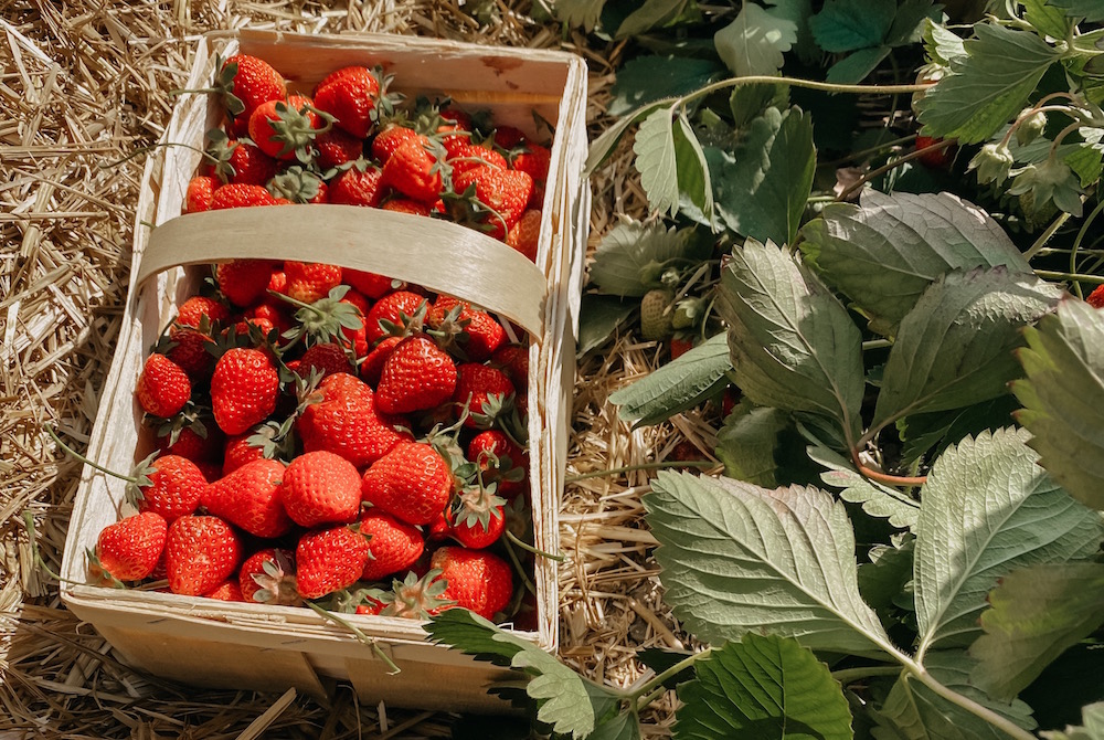 7 Locations zum Erdbeeren pflücken in der Region Hannover
