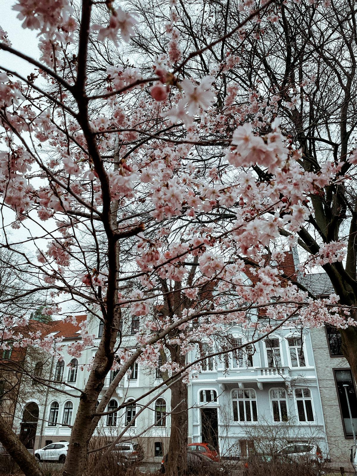 City Guide Nordstadt